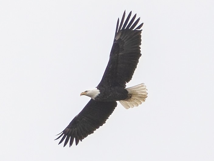 Bald Eagle - Jerry Ting