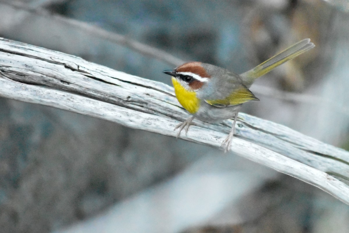 Rufous-capped Warbler - ML613440960