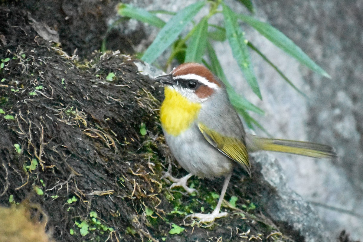 Rufous-capped Warbler - ML613440962