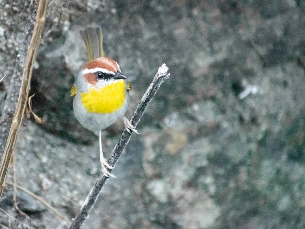 Rufous-capped Warbler - ML613440963