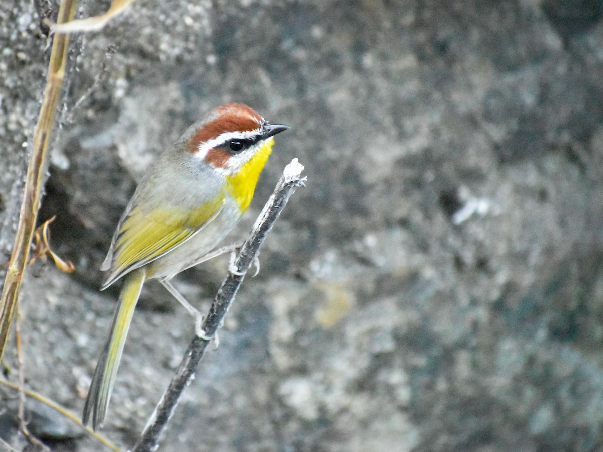 Rufous-capped Warbler - ML613440964