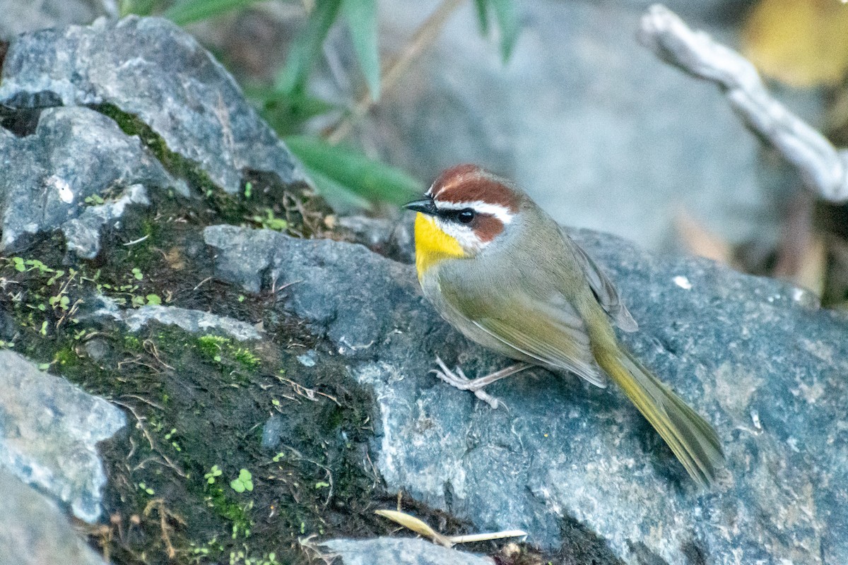 Rufous-capped Warbler - ML613440967