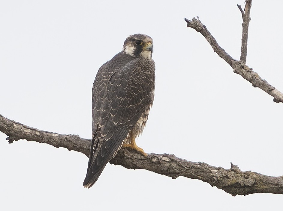 Peregrine Falcon - ML613440980