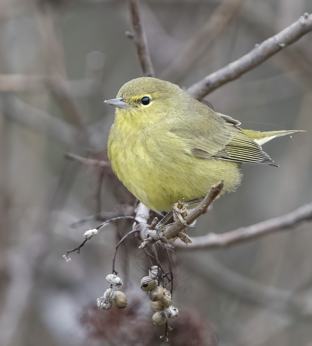 Orange-crowned Warbler - Jerry Ting