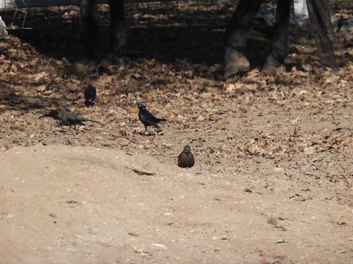 Brewer's Blackbird - ML613441030