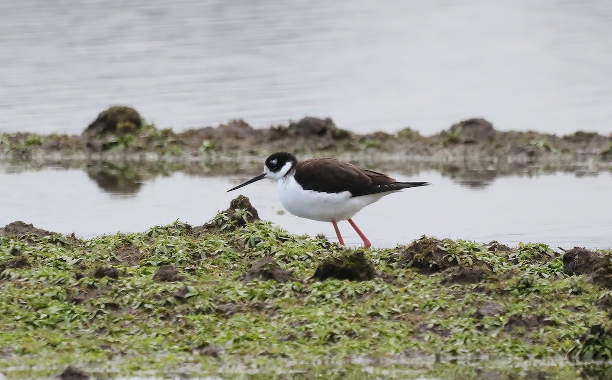 Cigüeñuela Cuellinegra - ML613441056