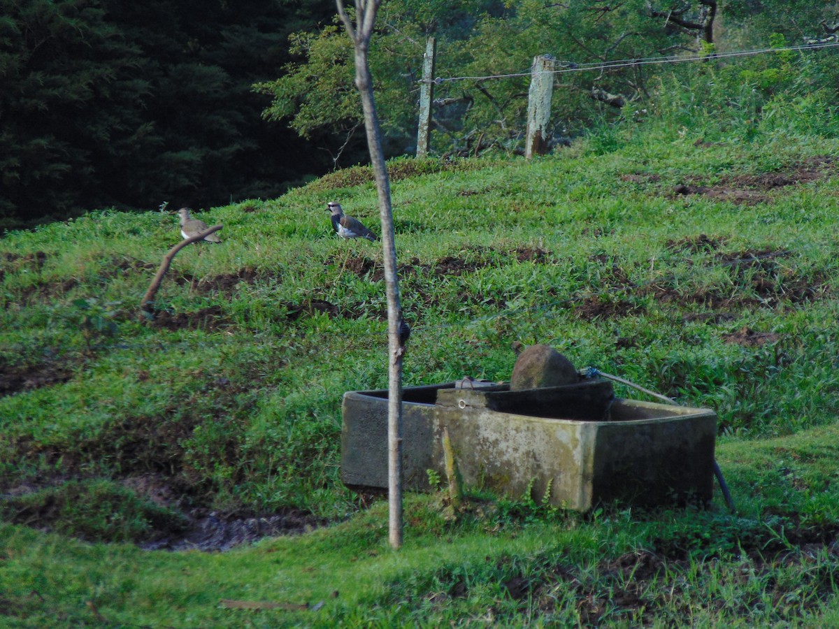 Southern Lapwing - ML613441113