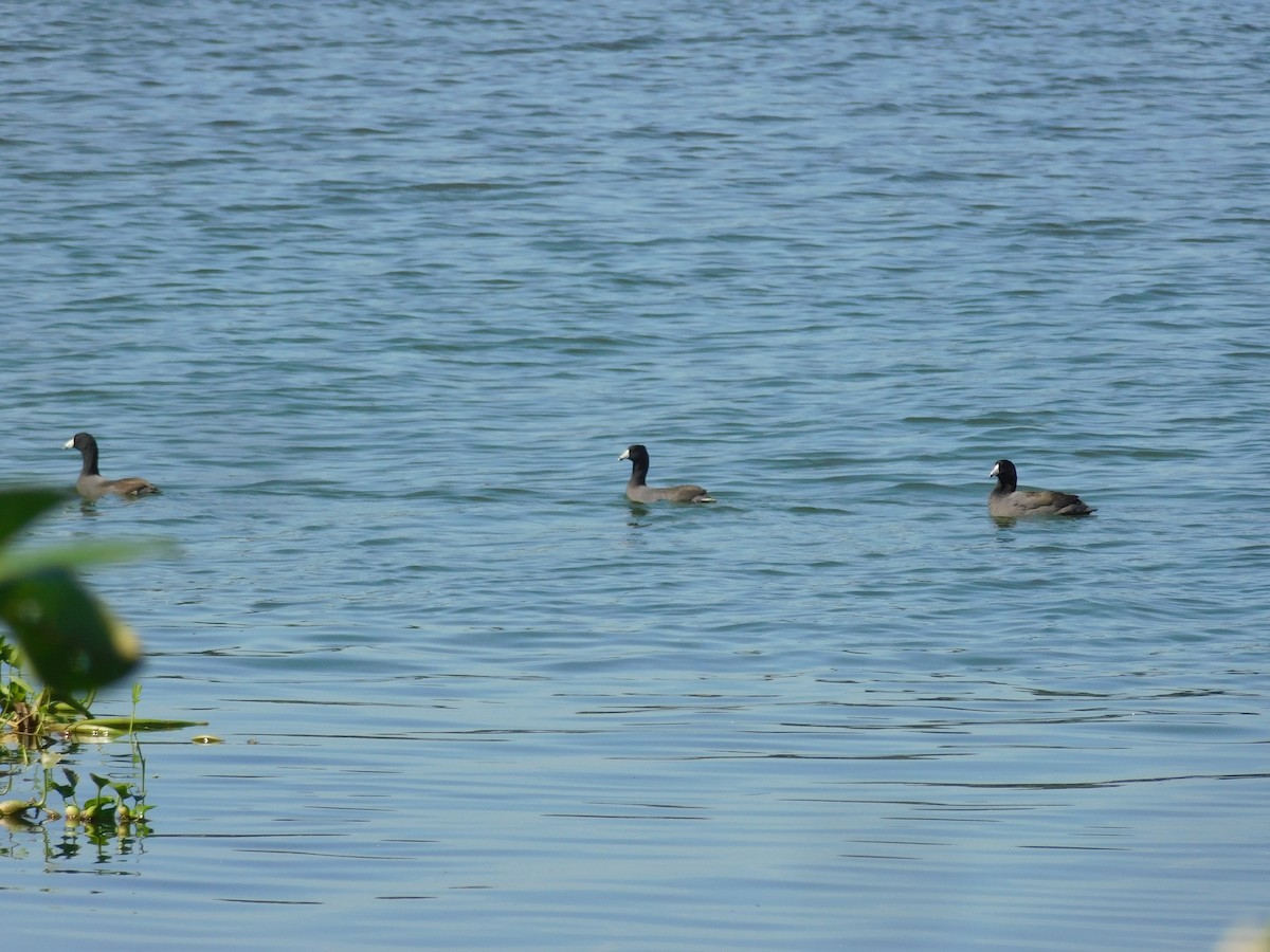 American Coot - Cenaida Moncada