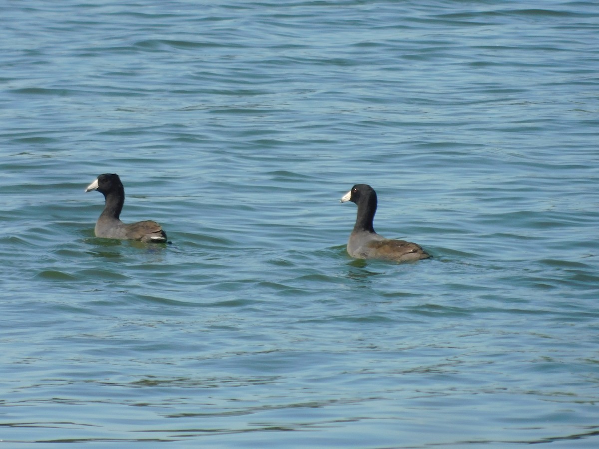 American Coot - ML613441213