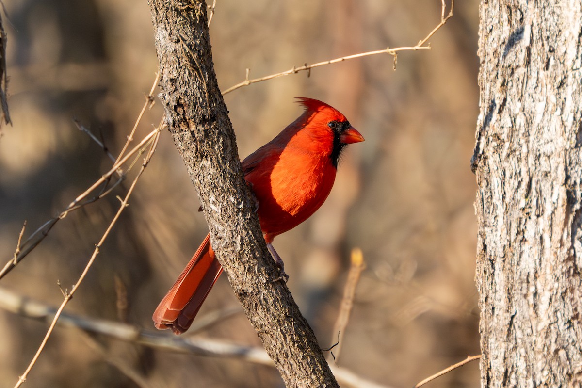 Northern Cardinal - ML613441252