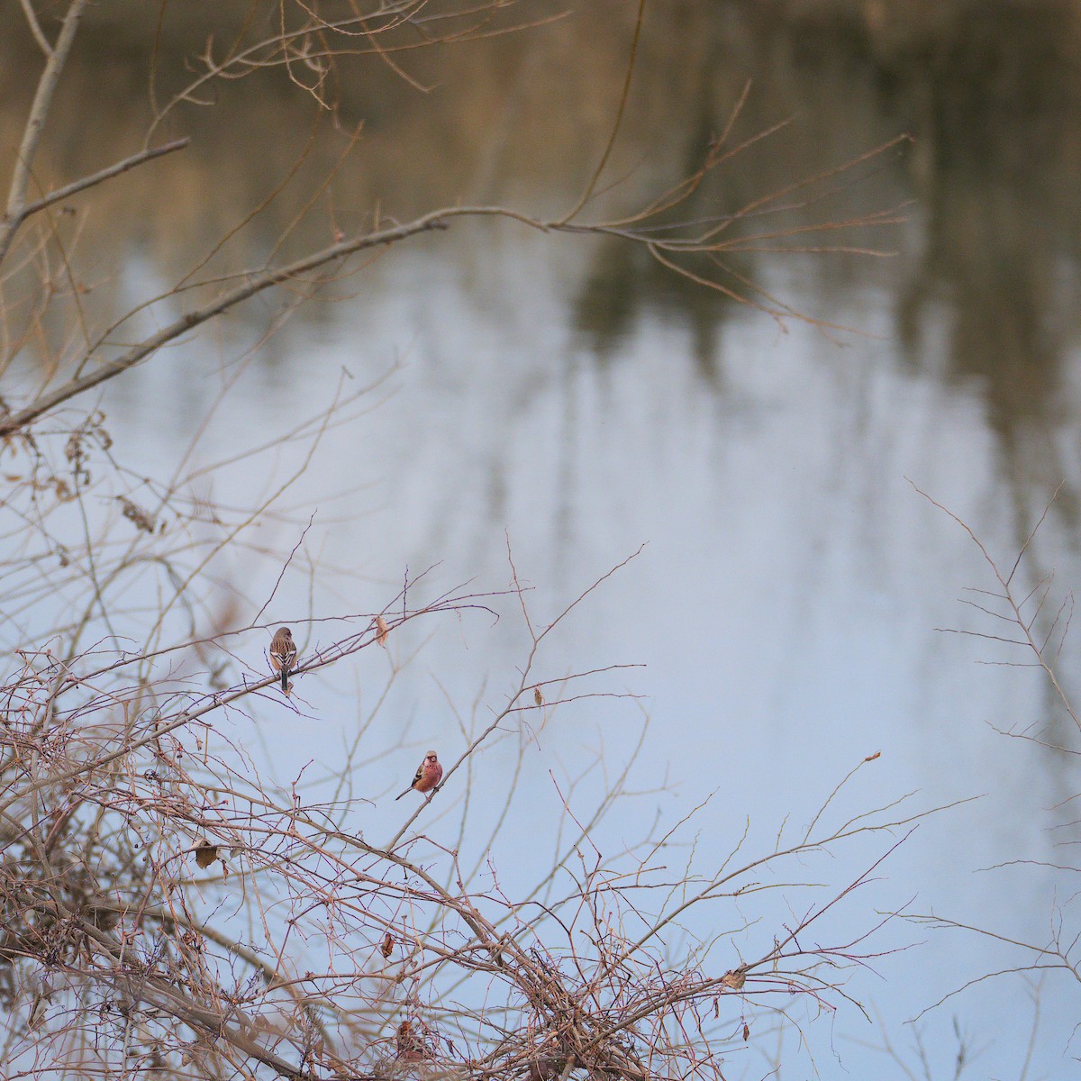 Long-tailed Rosefinch - ML613441261