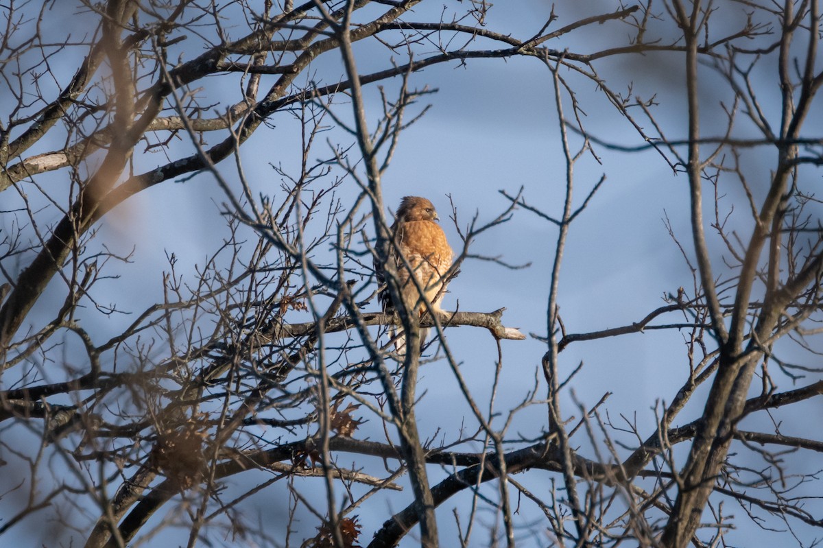 Red-shouldered Hawk - Brian Fleming