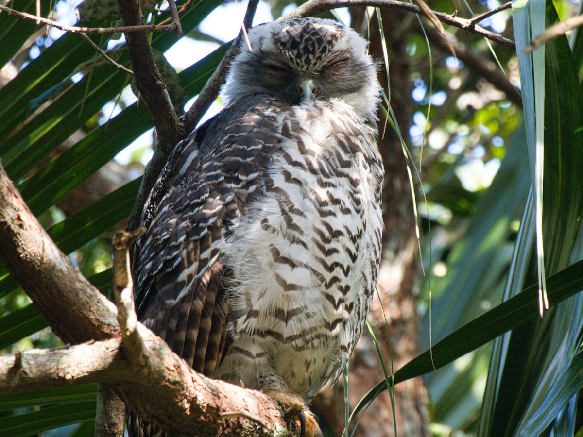 Powerful Owl - ML613441274