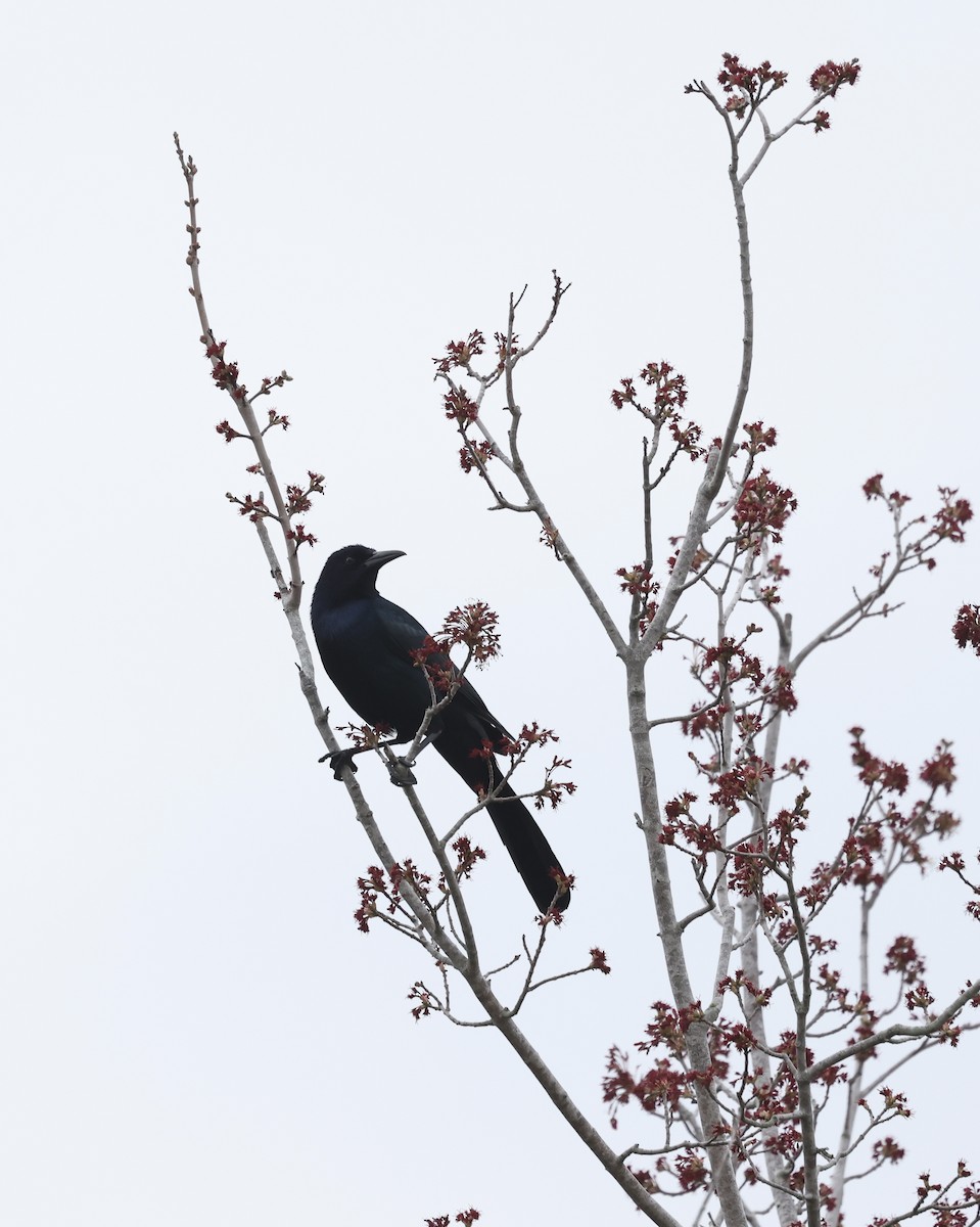 Boat-tailed Grackle - ML613441333
