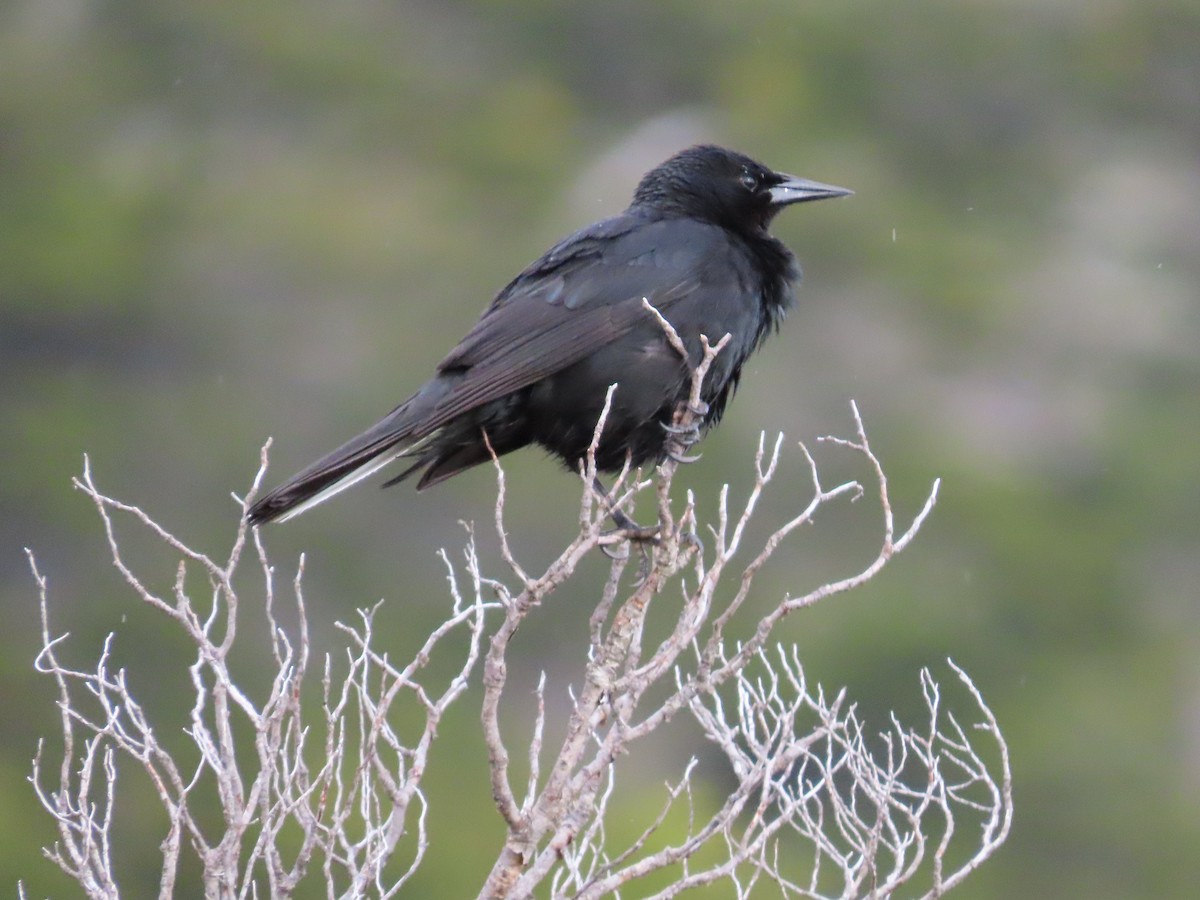 Austral Blackbird - ML613441443