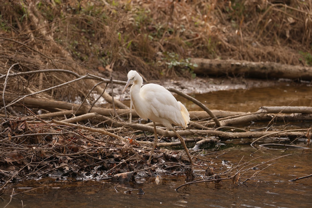 Great Blue Heron (Great White) - ML613441559