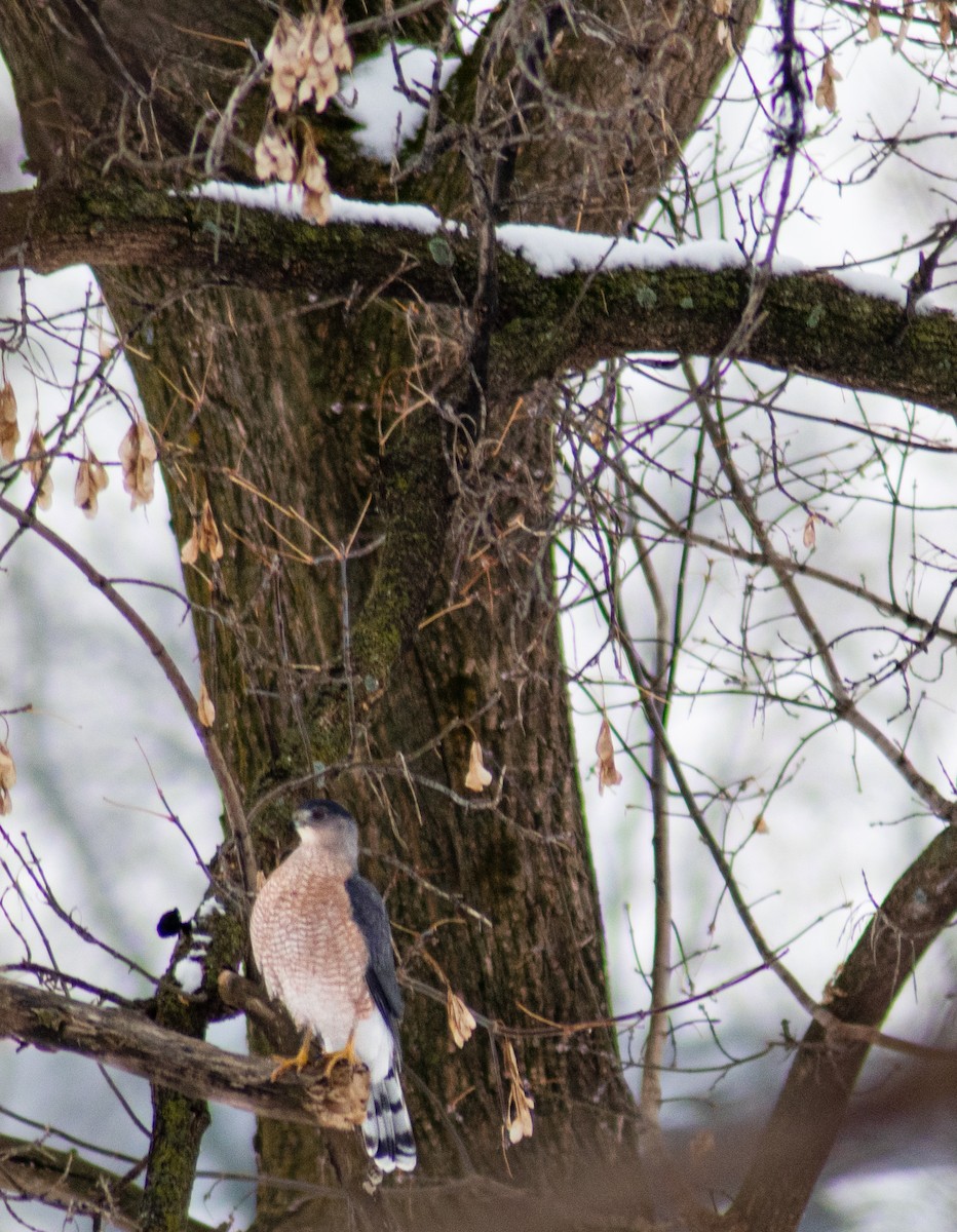 Cooper's Hawk - ML613441600