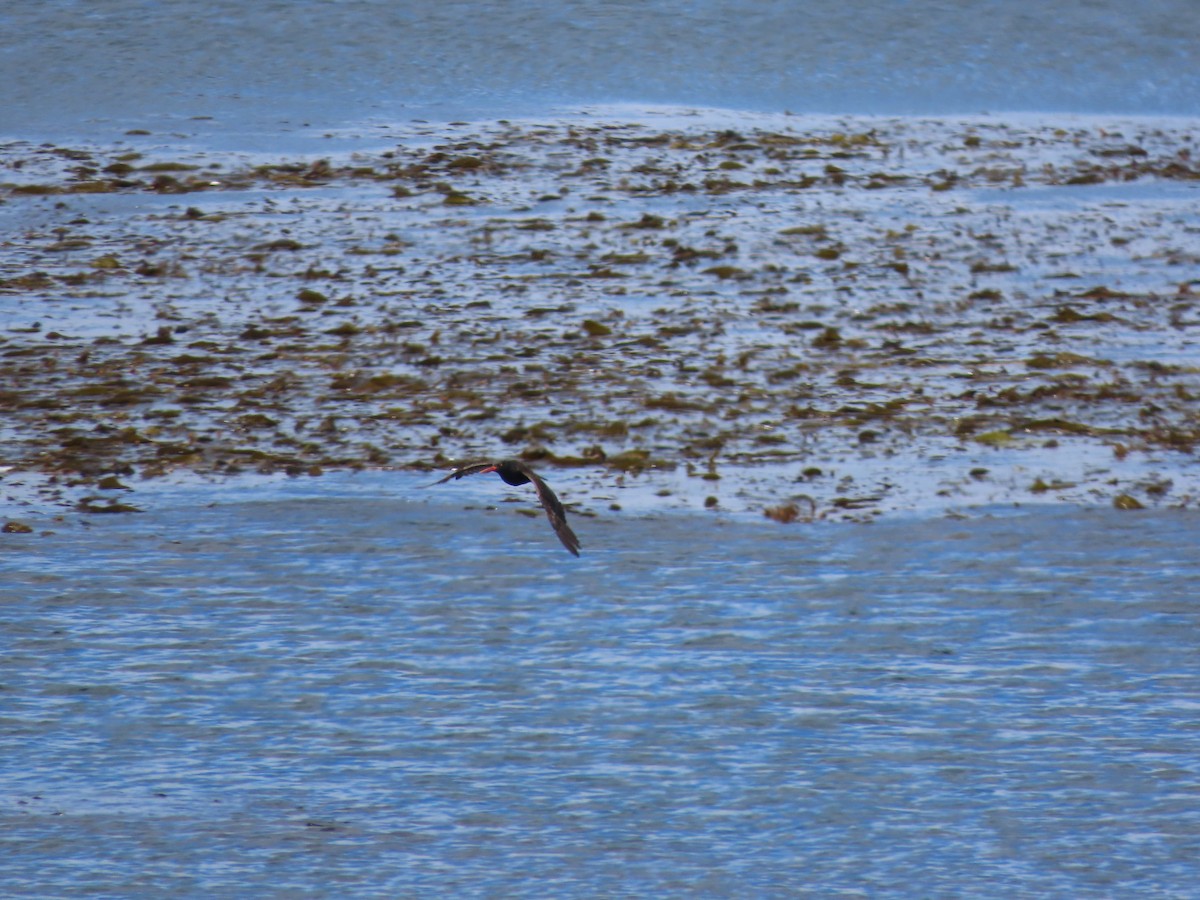 Blackish Oystercatcher - ML613441626