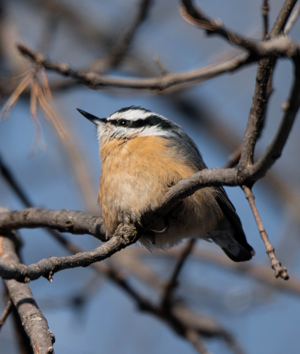 Red-breasted Nuthatch - ML613441702