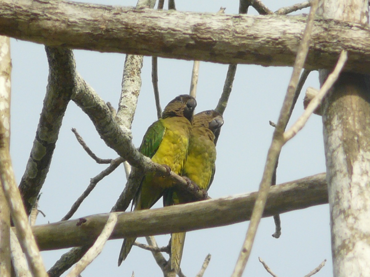 Brown-throated Parakeet - ML613441718