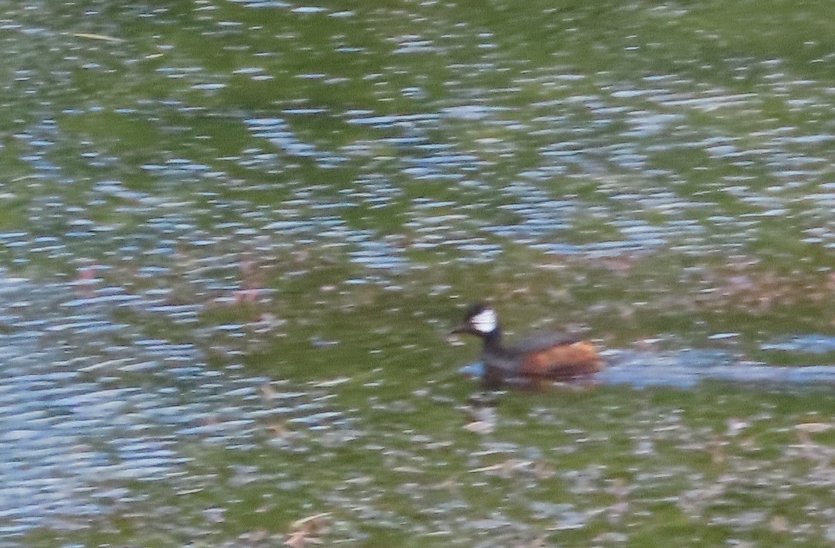 White-tufted Grebe - ML613441791