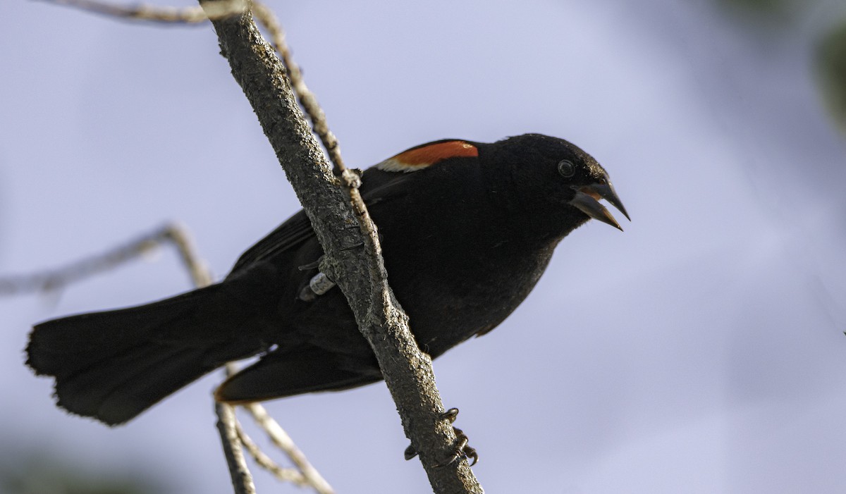 Red-winged Blackbird - ML613441808