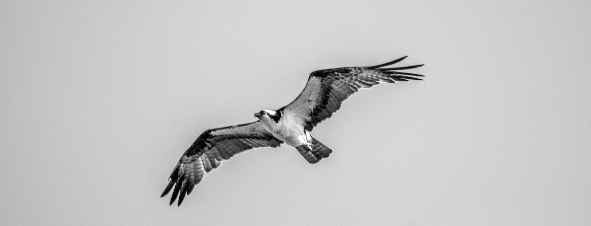 Osprey - ML613441810