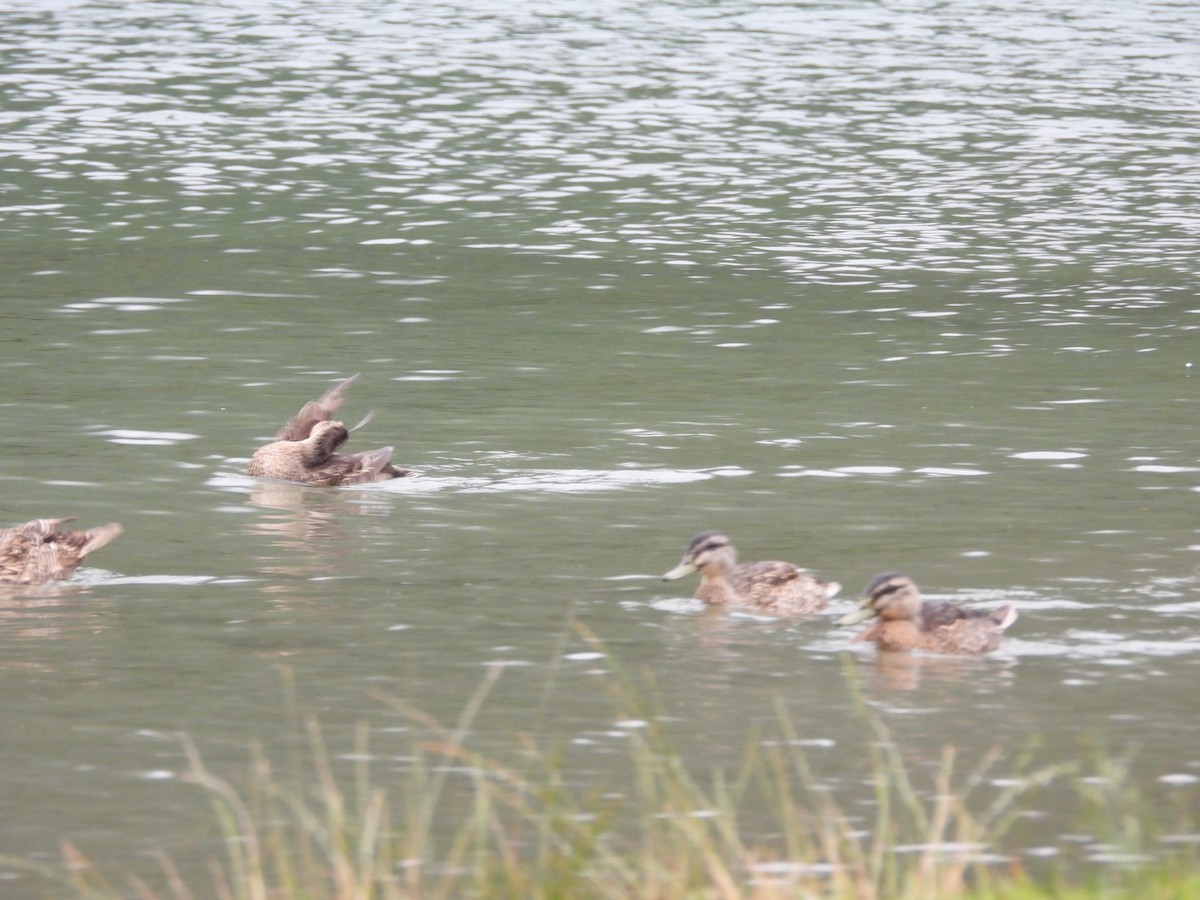 Mallard x Pacific Black Duck (hybrid) - ML613441817