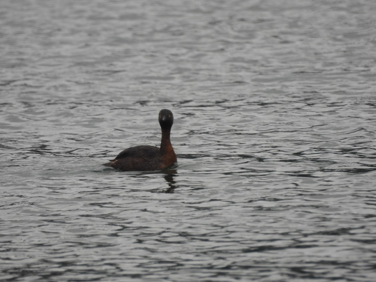 New Zealand Grebe - ML613441818