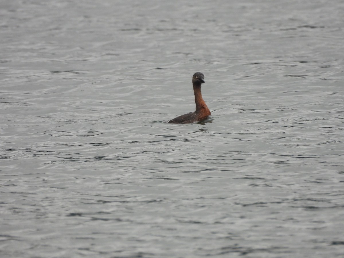 New Zealand Grebe - ML613441840