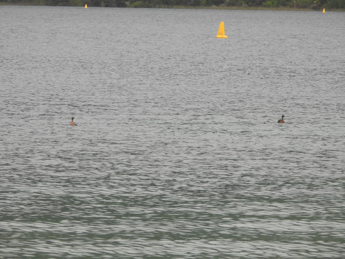 New Zealand Grebe - ML613441846