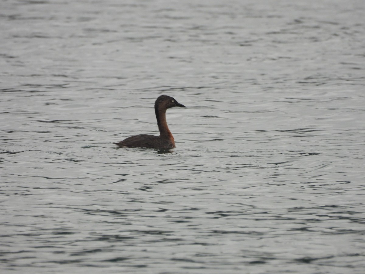 New Zealand Grebe - ML613441849