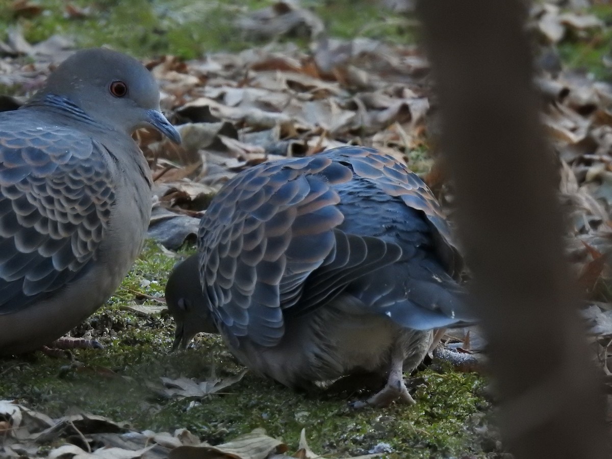 Oriental Turtle-Dove - ML613441856