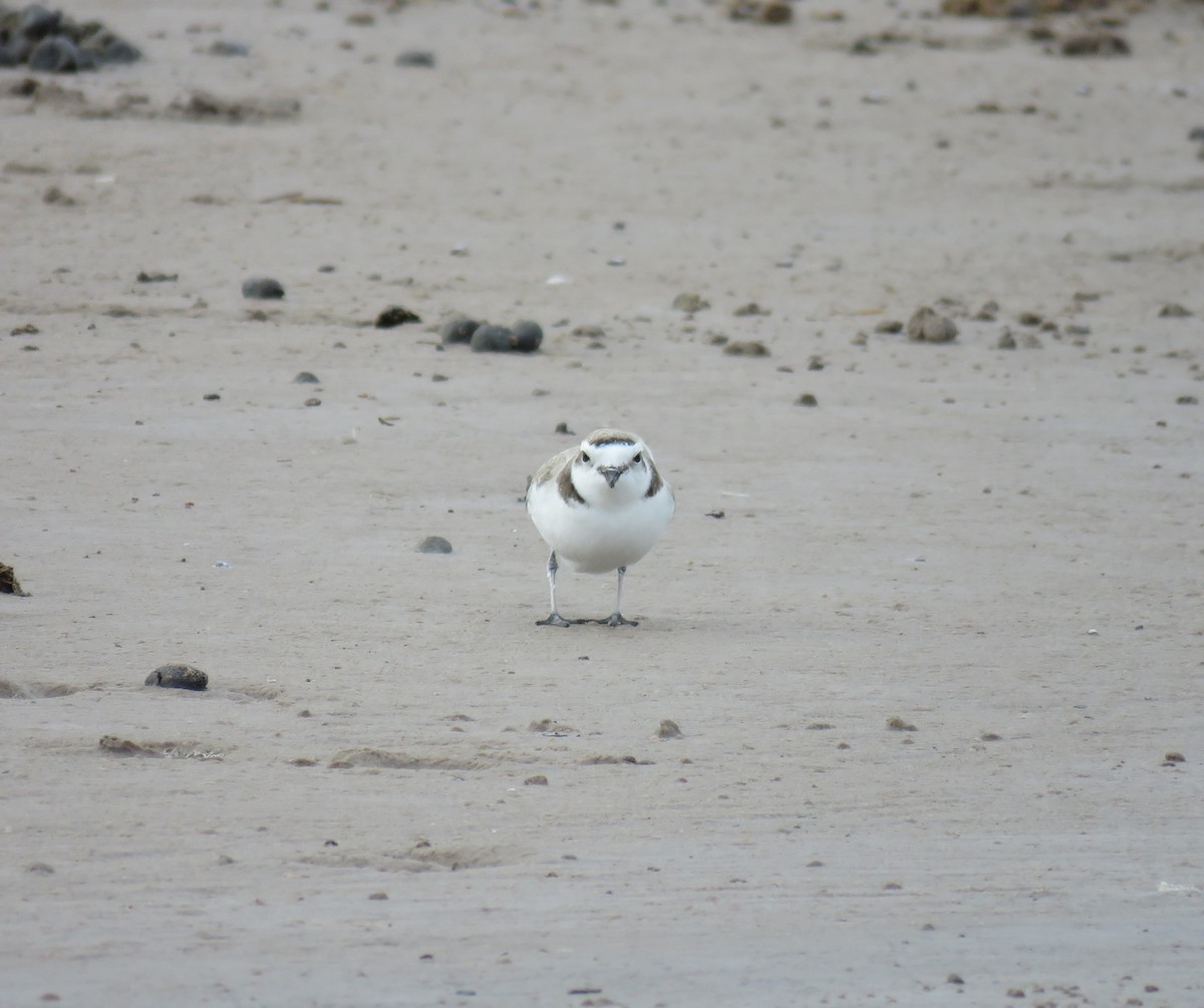 Snowy Plover - ML613441865