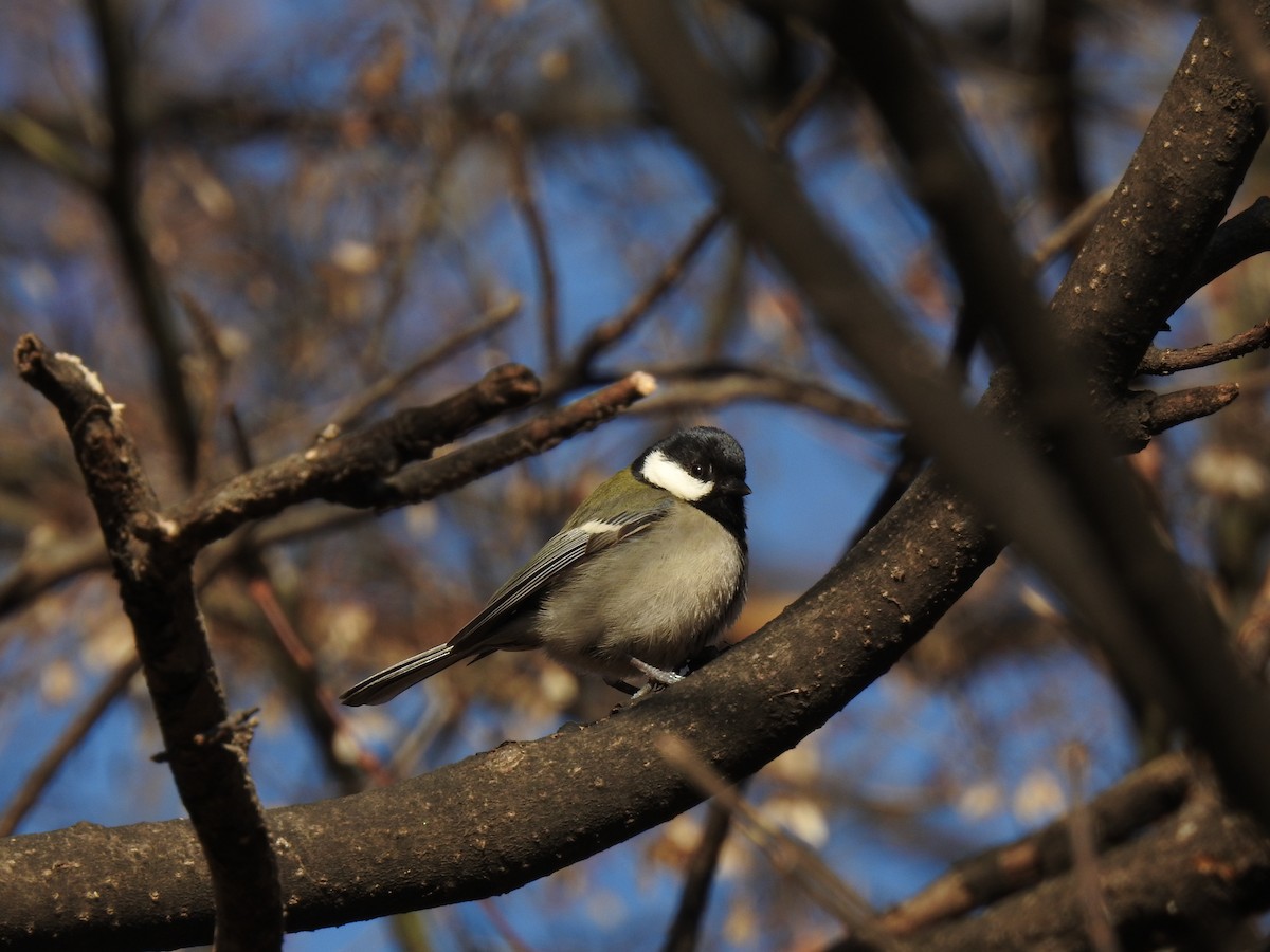 Japanese Tit - Jupiter Jeon