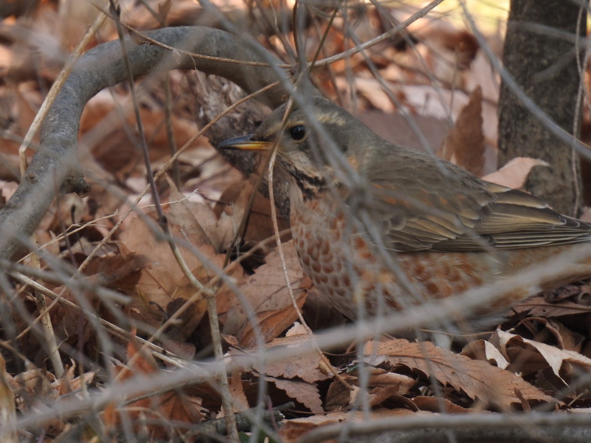 Naumann's Thrush - ML613441906