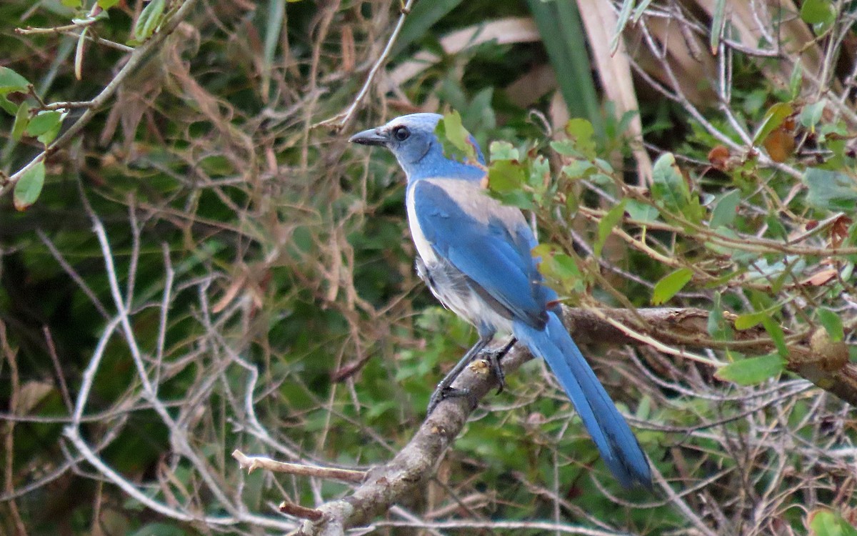 Florida Scrub-Jay - ML613441918