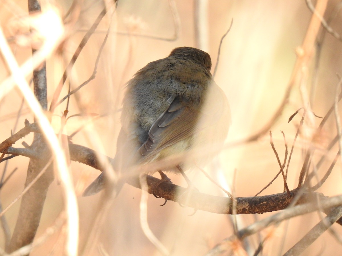 Red-flanked Bluetail - ML613441920