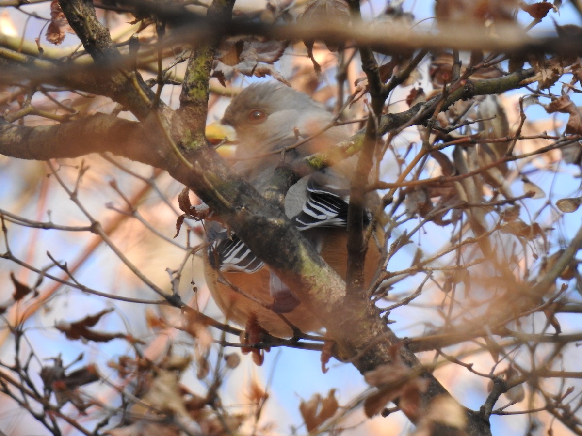 Yellow-billed Grosbeak - Jupiter Jeon