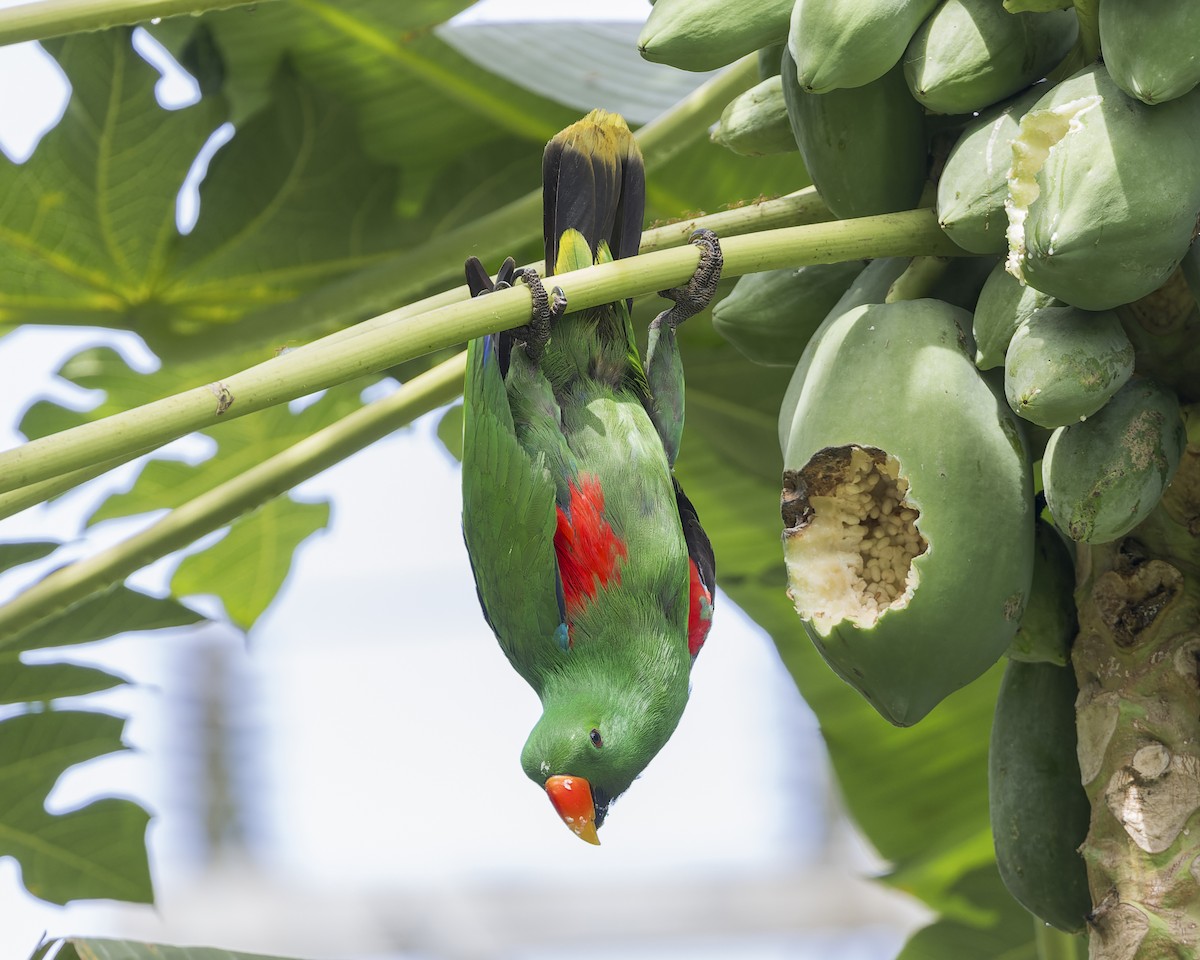 Papuan Eclectus - ML613441945