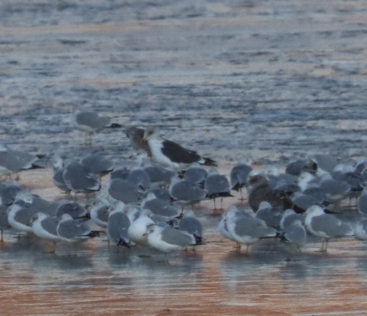 Lesser Black-backed Gull - ML613441978