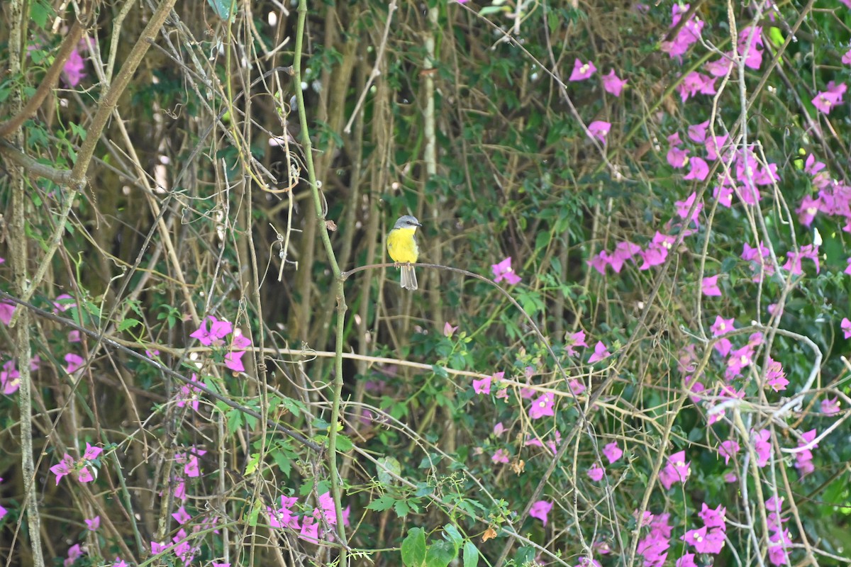 Eastern Yellow Robin - ML613442004