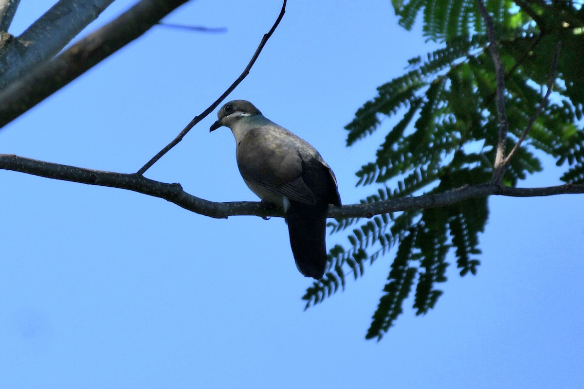 White-eared Brown-Dove (Short-billed) - ML613442057