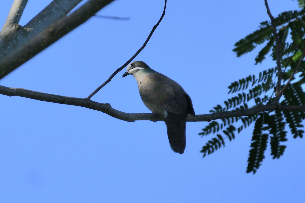 White-eared Brown-Dove (Short-billed) - ML613442058