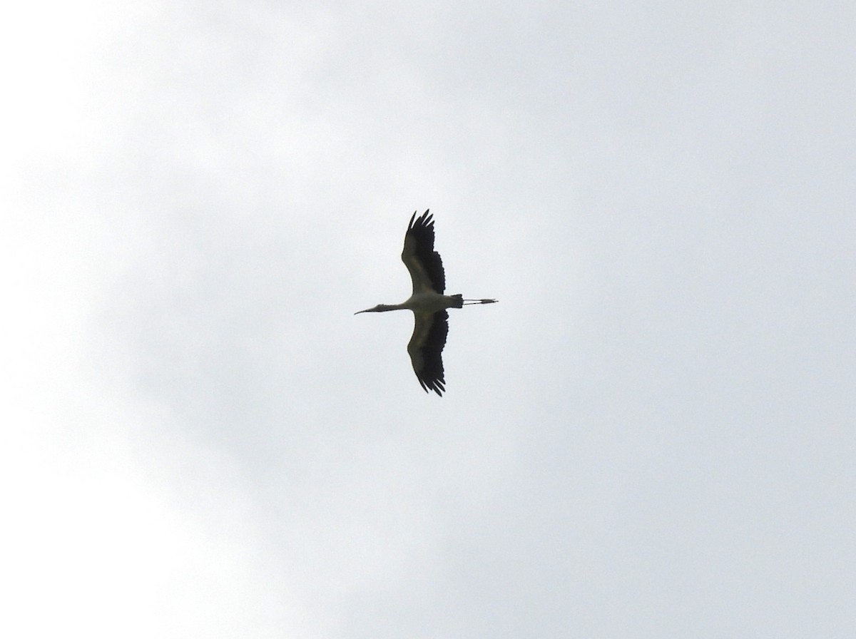 Wood Stork - ML613442095