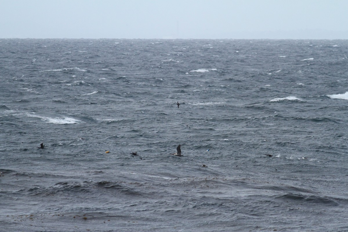 Brown Pelican - ML613442103