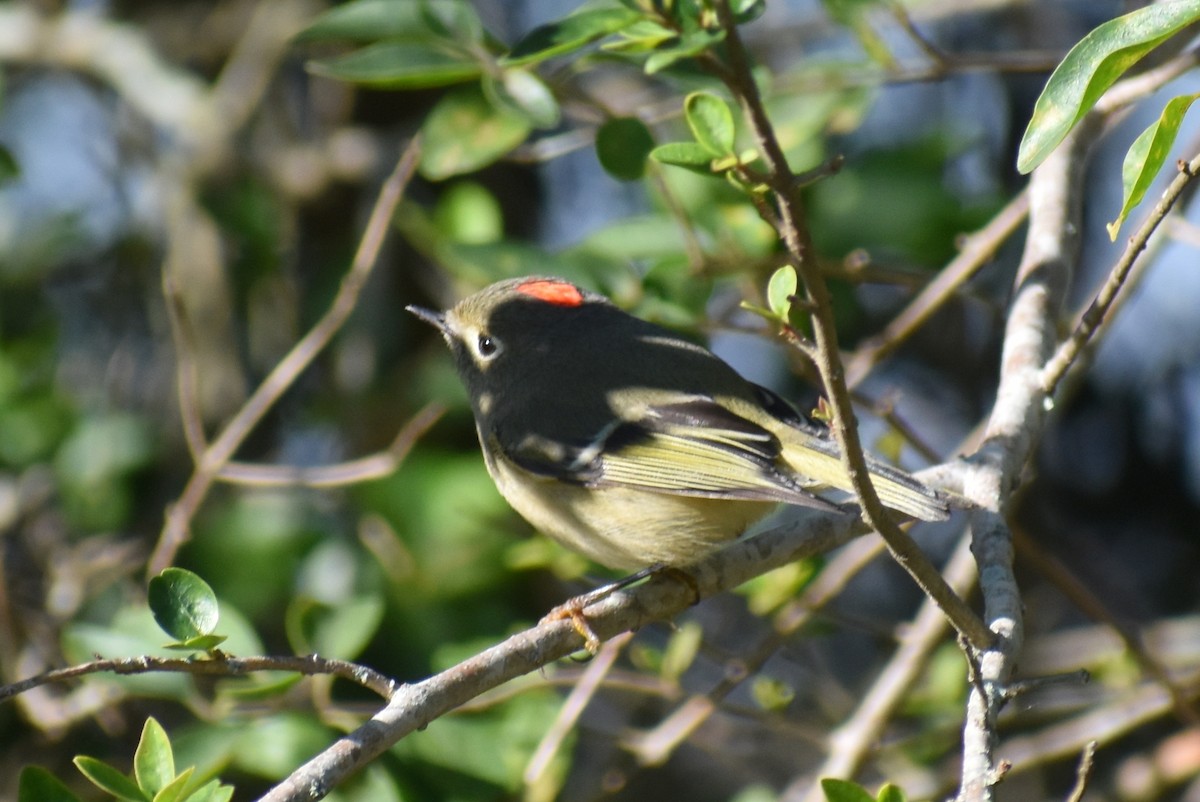 Ruby-crowned Kinglet - Claire H