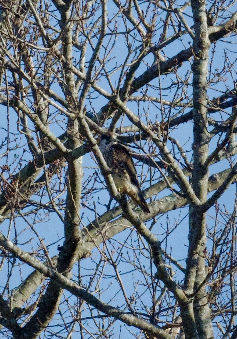 Peregrine Falcon - ML613442240