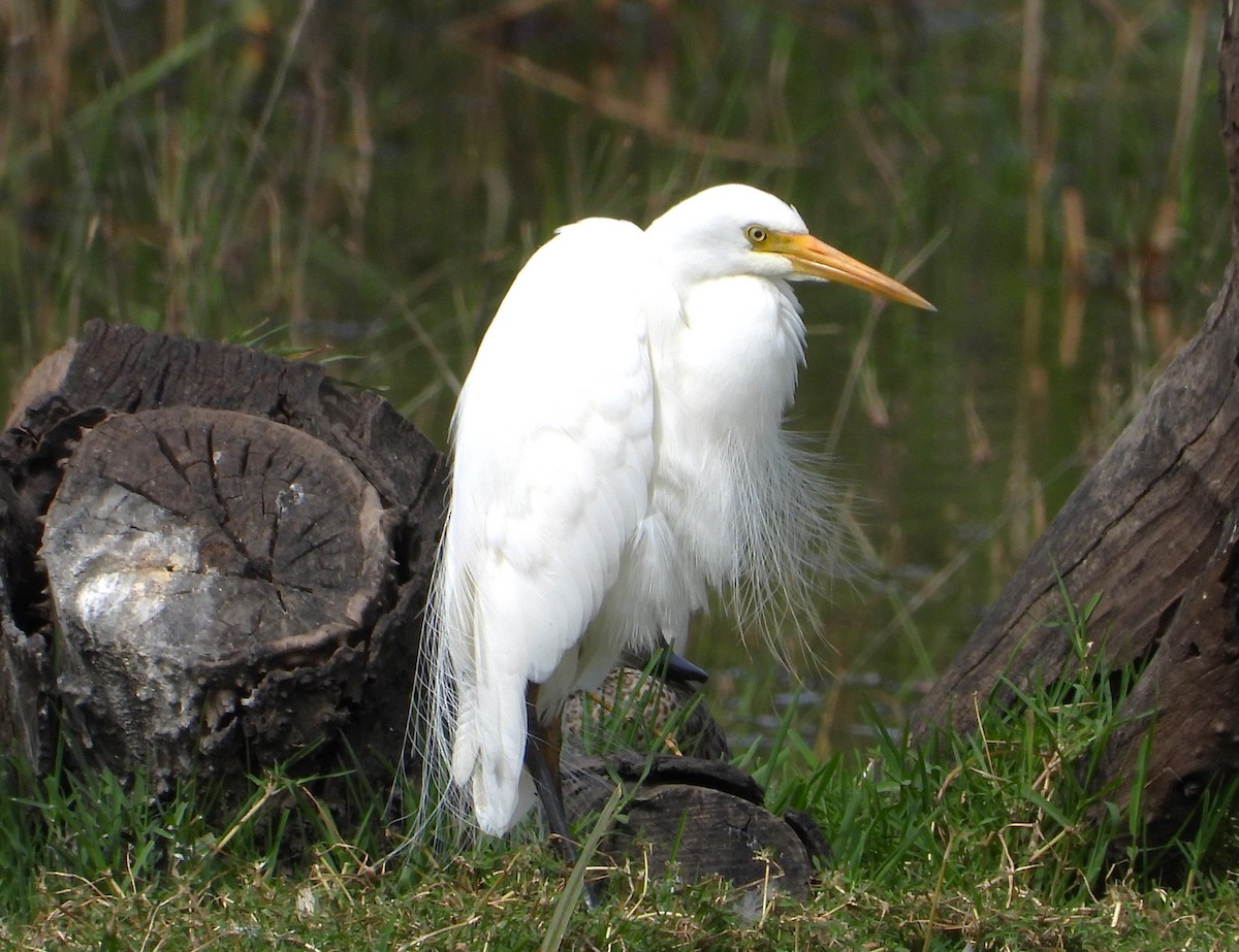 Plumed Egret - ML613442275