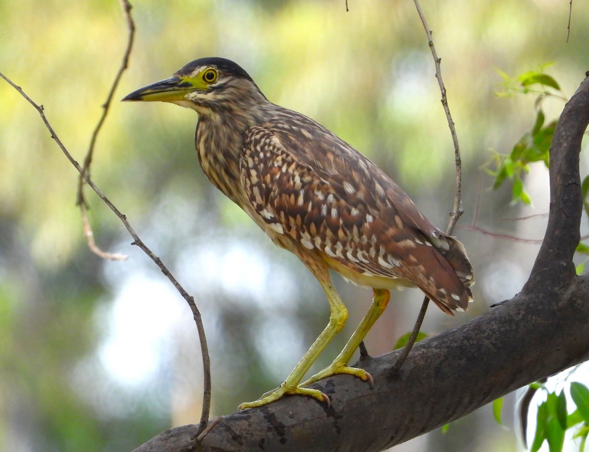 Nankeen Night Heron - ML613442301